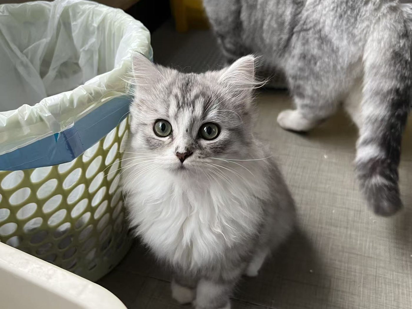 Archangeli as a kitten