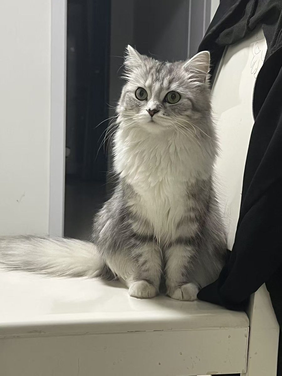 Archangeli, a grey and white long-haired cat